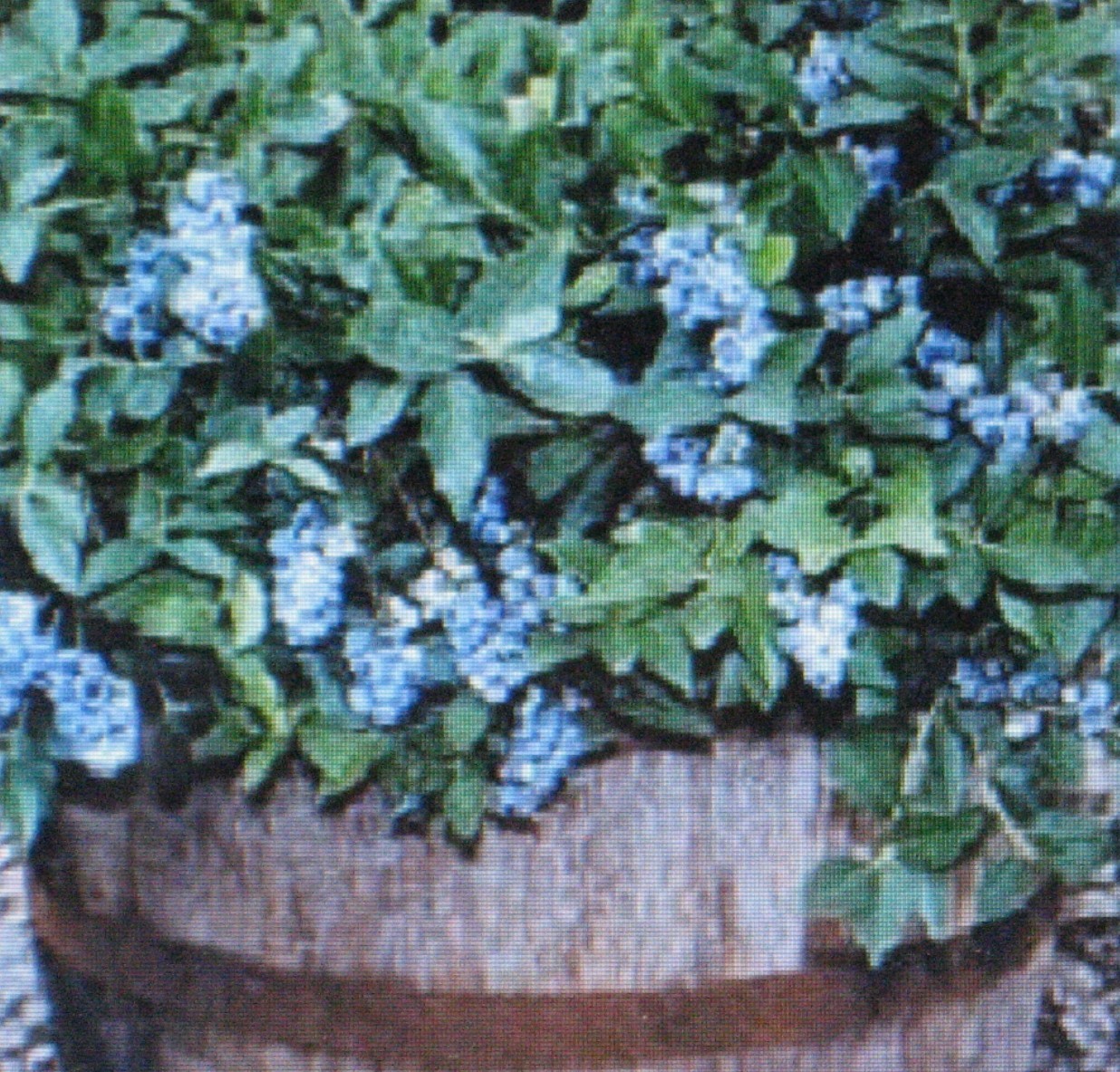 * DWARF * TOP HAT *BLUEBERRY BULK 1000 COUNT * CONTAINER * BONSAI SPECIMEN