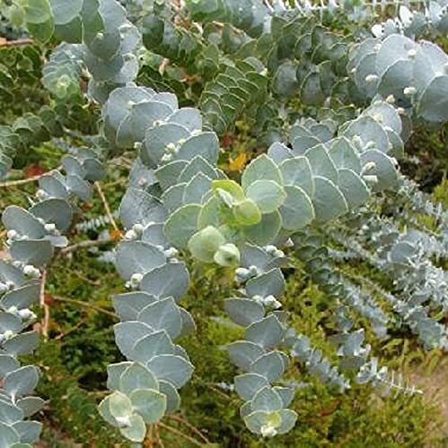 10 Baby Blue Seeds, Silver Leaved Mountain Gum, Powdered Gum, Mountain Silver Se