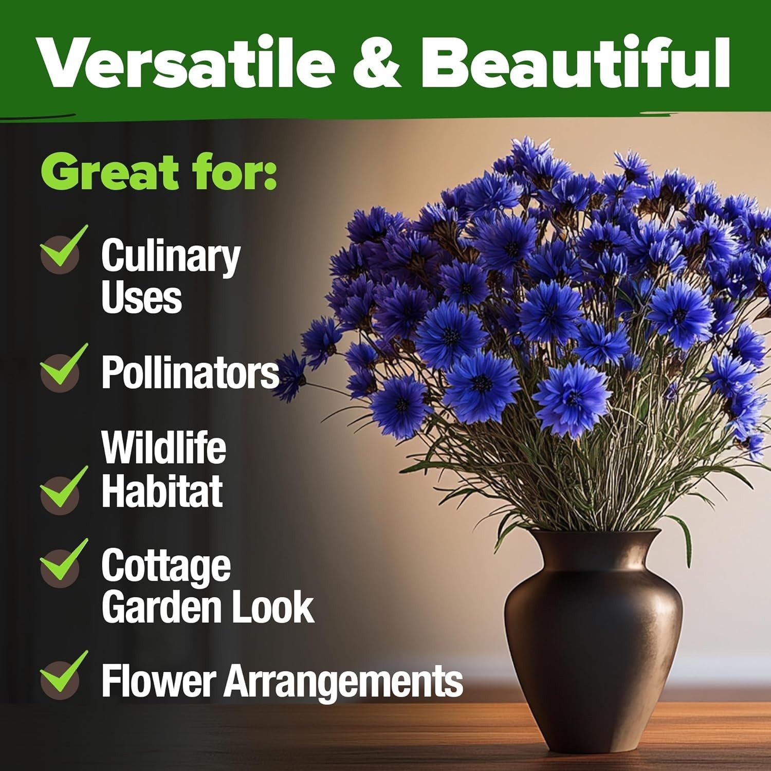 6000 Bachelor Button Seeds – Tall Blue Blooms for Low-Maintenance Wildflower …