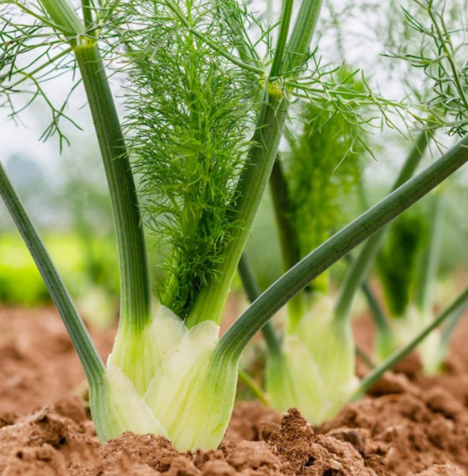 Fennel FLORENCE Herb Perennial Swallowtail Butterfly Host Plant NonGMO 200 Seeds