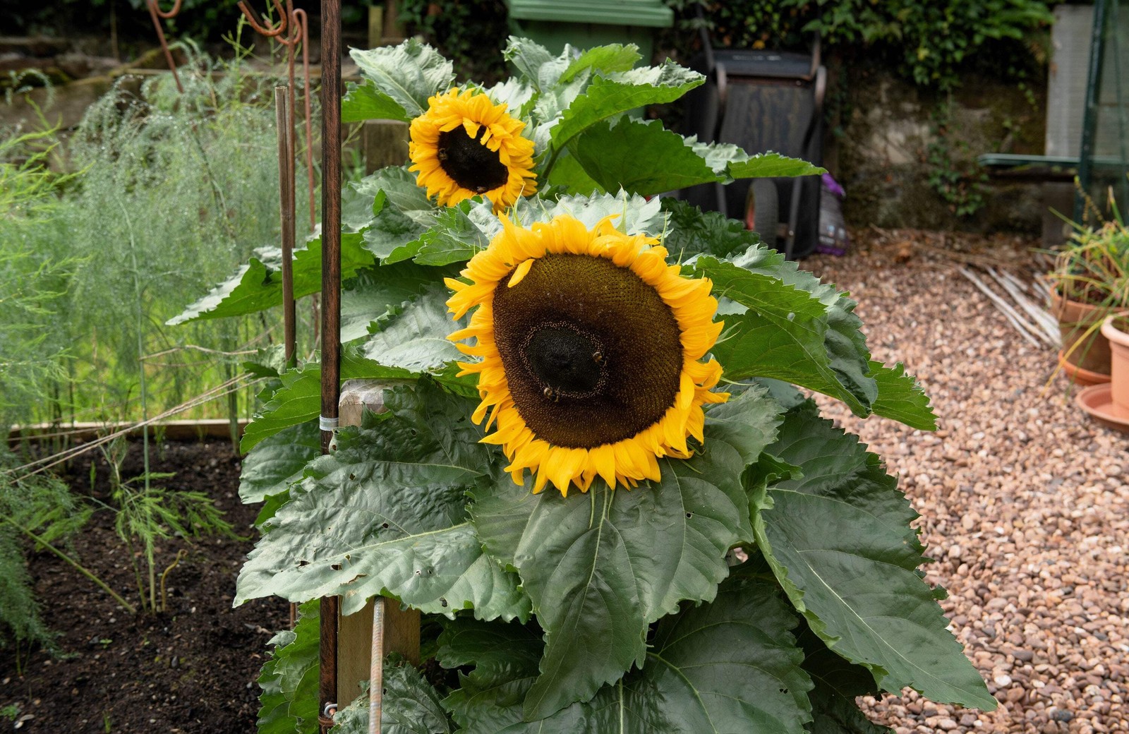 25 Dwarf SUNSPOT SUNFLOWER Helianthus Annuus Flower Seeds