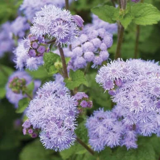 500 Blue Planet Ageratum Flower Seeds for Planting Ageratum houstonianum