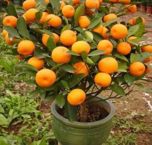 20 Mandarin Orange Tree Seeds – Citrus reticulata Blanco – Indoor Plant.(#4918)