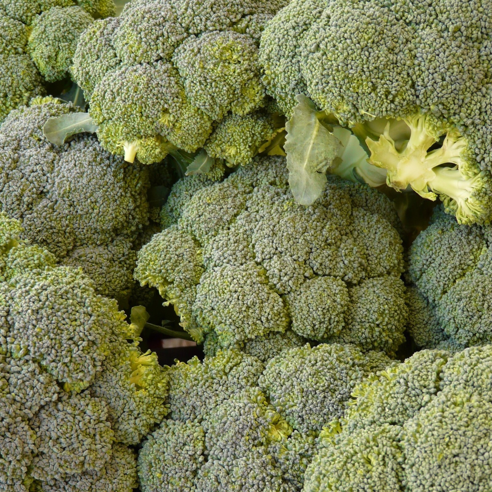 Broccoli Seeds, Waltham 29 Heirloom, Non-GMO, Organic, High Yield, Free Shipping