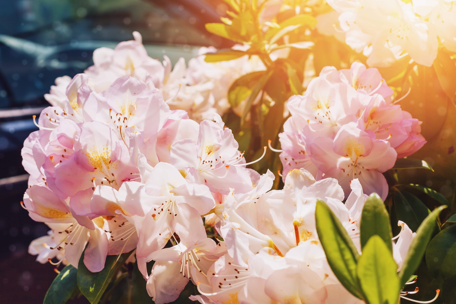 50 Rosebay RHODODENDRON Maximum White Pink Laurel Bush Shrub Flower Seeds