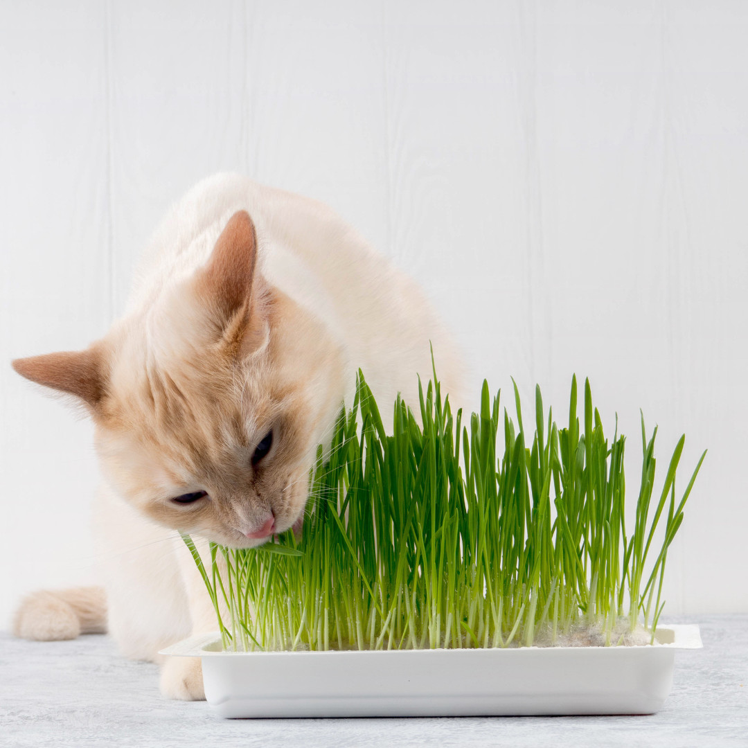 Fresh Cat Grass Seeds | Wheatgrass | Cats | Health | Heirloom Non-GMO | Pets