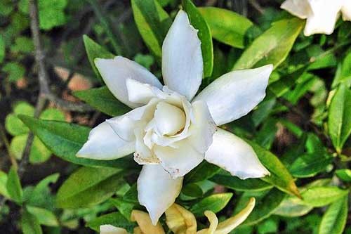 Gardenia jasminoides | Cape Jasmine | Gandharaj | 100 Seeds