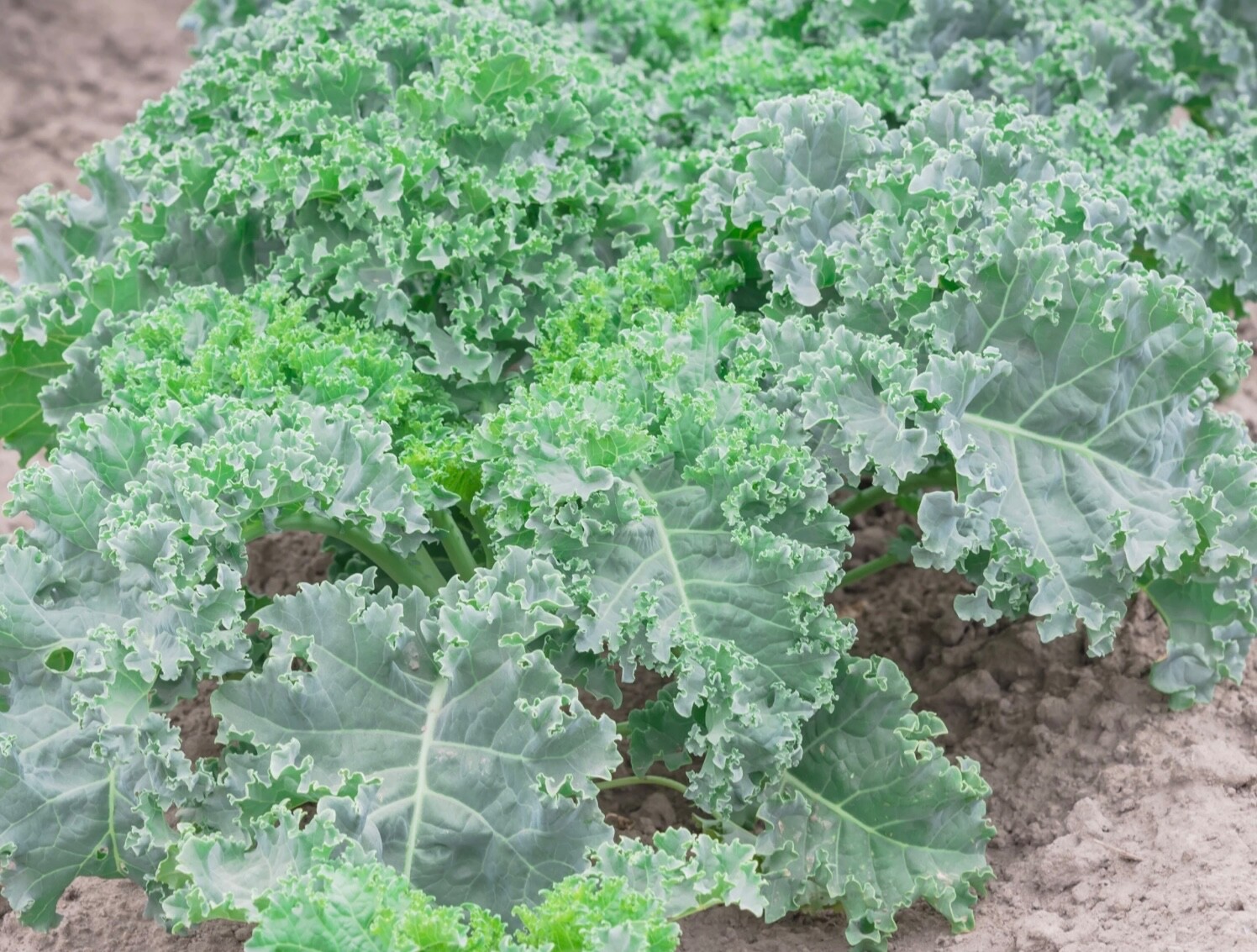 200+ Vates Blue Curled Scotch KALE – Fresh Organic Seeds – Heirloom USA 🇺🇸