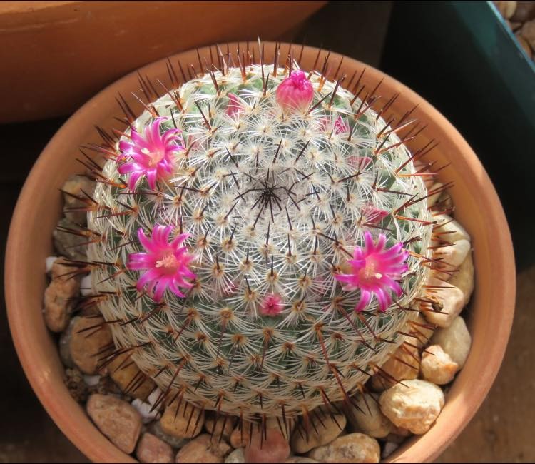 Seed- Mammillaria haageana 25+ seeds (2024)