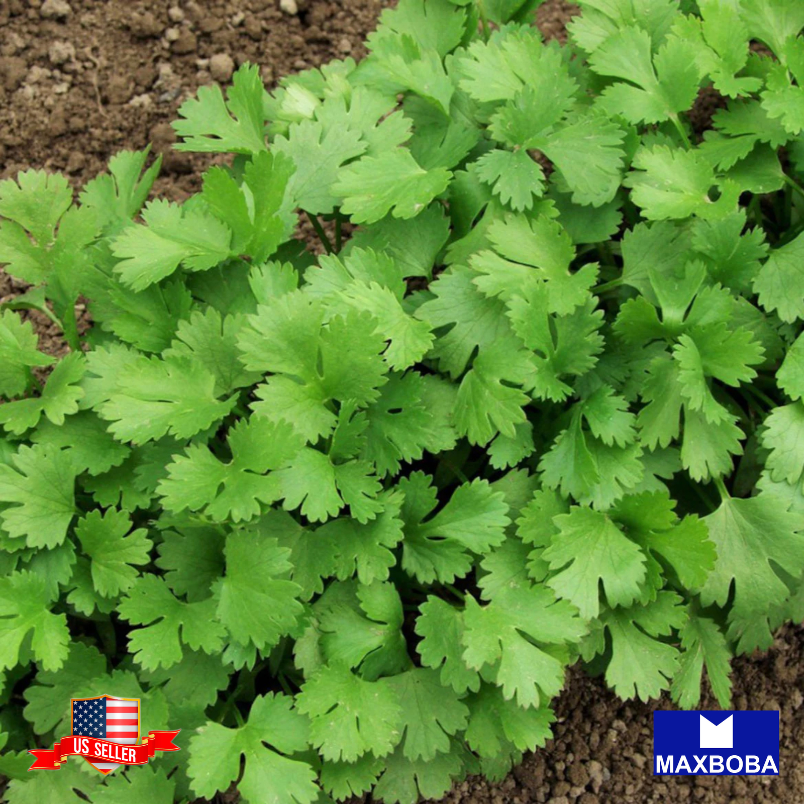 Cilantro Seeds Leisure (aka) Chinese Leisure Parsley Non-GMO Heirloom