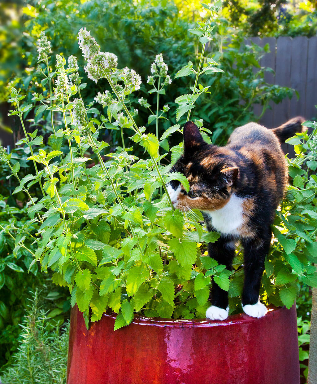 500+ Catnip Seed, Heirloom NON-GM, Fresh Seeds, A Favorite of Your Furry Friends