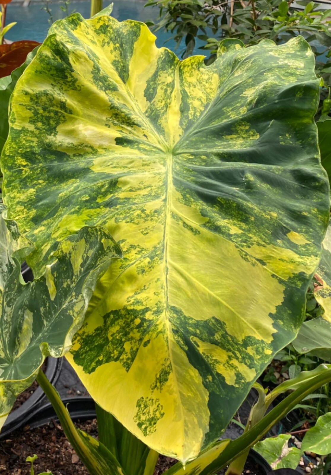 AUTHENTIC Colocasia Yellow Splash 1 bulbs