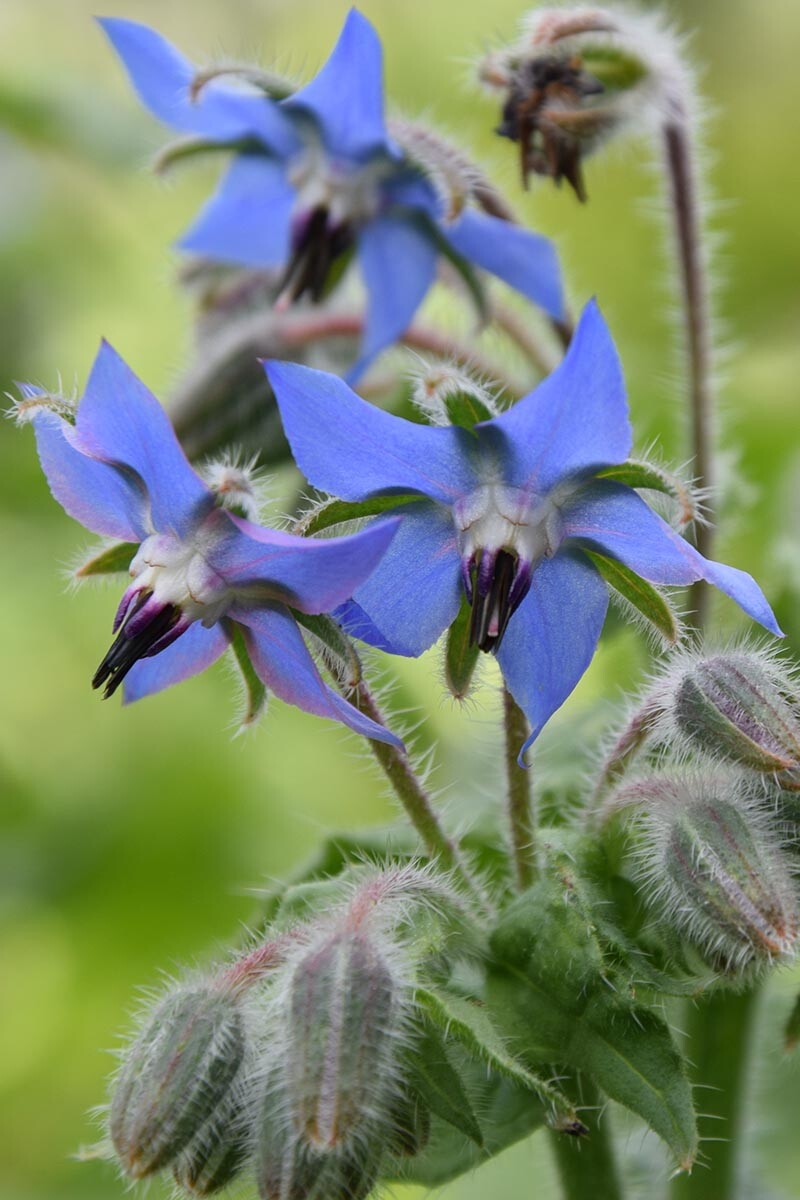 BORAGE Blue Edible Herb Candied Flowers Companion to Tomatoes Non-GMO 100 Seeds