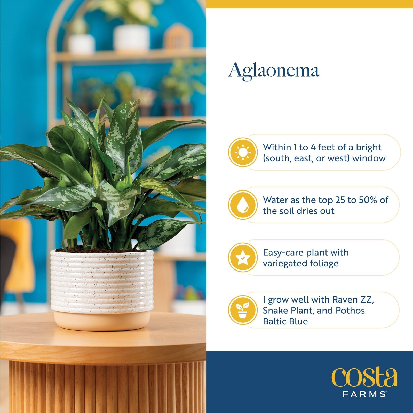 Trending Tropicals Aglaonema Live Indoor Plant, Self Watering Décor Plant Pot…