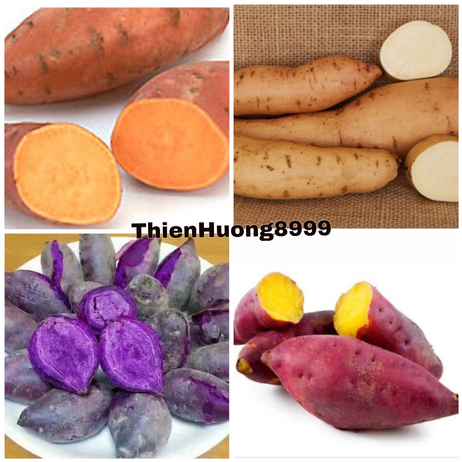20 Sweet Potato Slips / Cuttings Of Purple +Japanese Red+ Beauregard +white