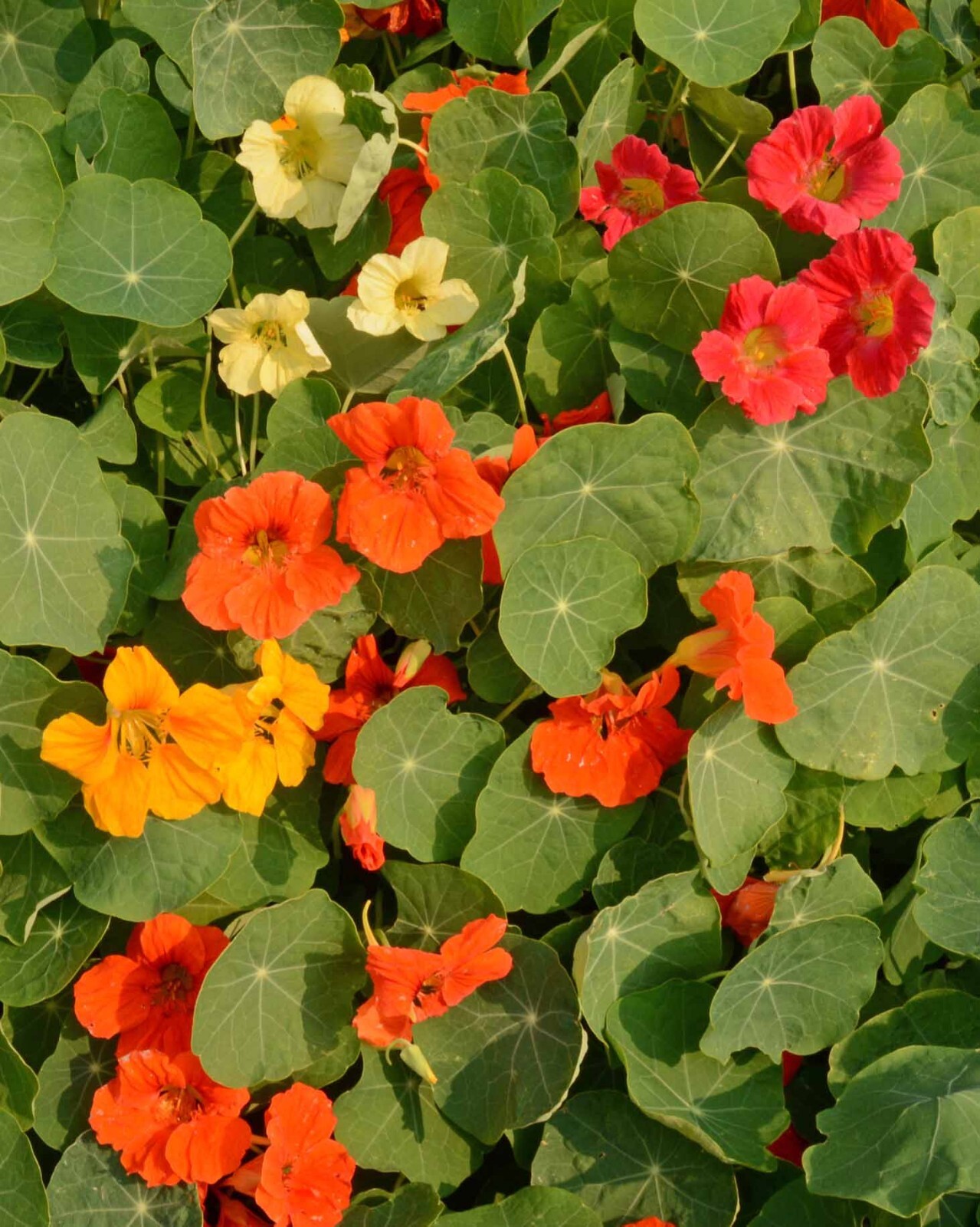 Nasturtium – Single Mix, 50 Seeds Per Packet, Non-GMO