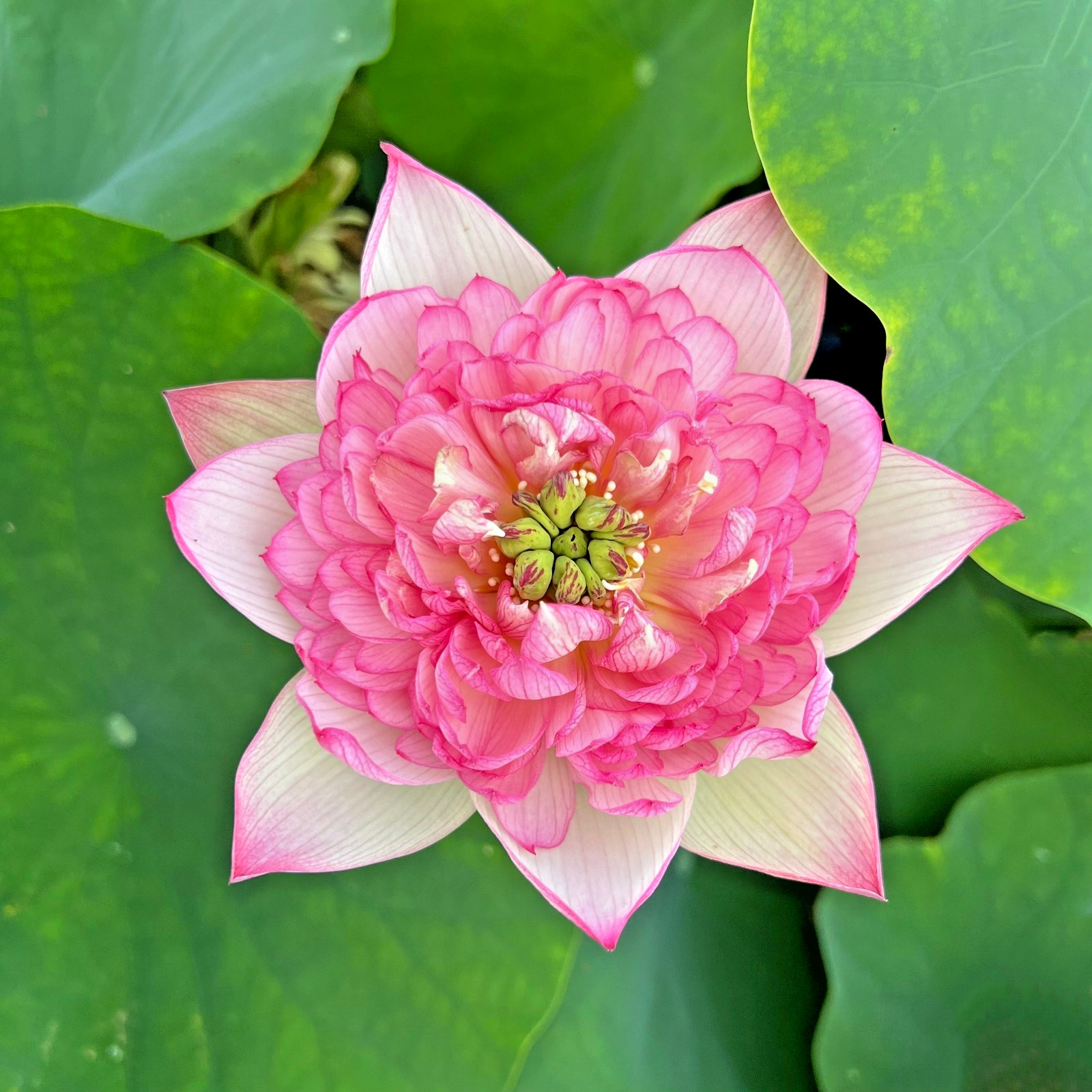 5 ROSE PINK LOTUS SEEDS – Nelumbo Nucifera