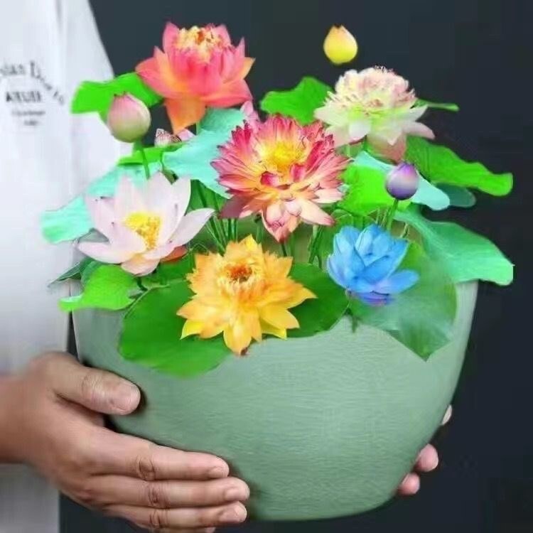 Water Lily seeds Mixed colors Nymphaeaceae New Water Pond Plant 10seeds