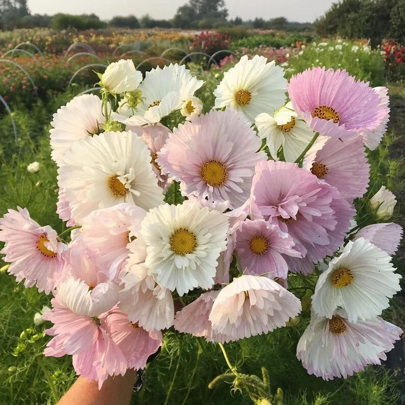 200+ Cupcake Blush Cosmos Seeds for Garden Planting – USA – FREE SHIPPING!