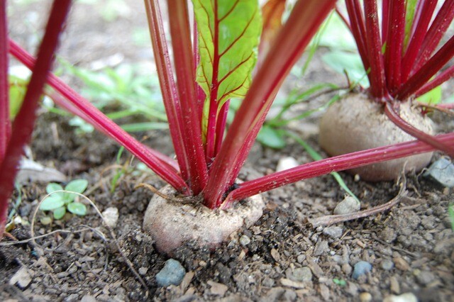 100+Seeds Beetroot Detroit Dark Red Beet(Beta vulgaris) Vegetable USA