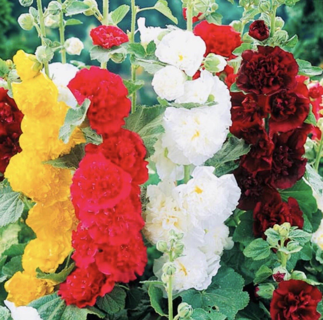 DOUBLE HOLLYHOCK TALL BEAUTIFUL FLOWER MIX SEEDS OPEN POLLINATED HEIRLOOM SEEDS