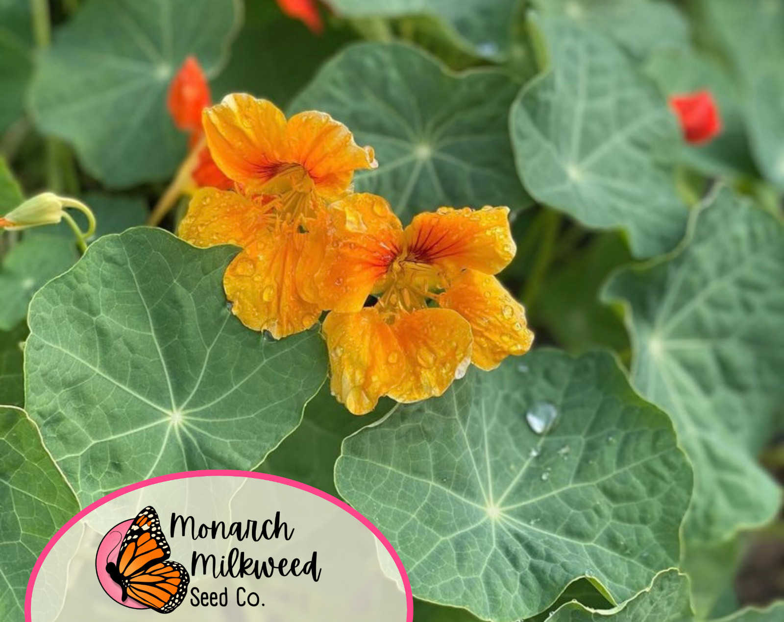 45+ Nasturtium Seeds ‘Jewel, Multicolored’ | Heirloom, Non-GMO, Flower Gardening
