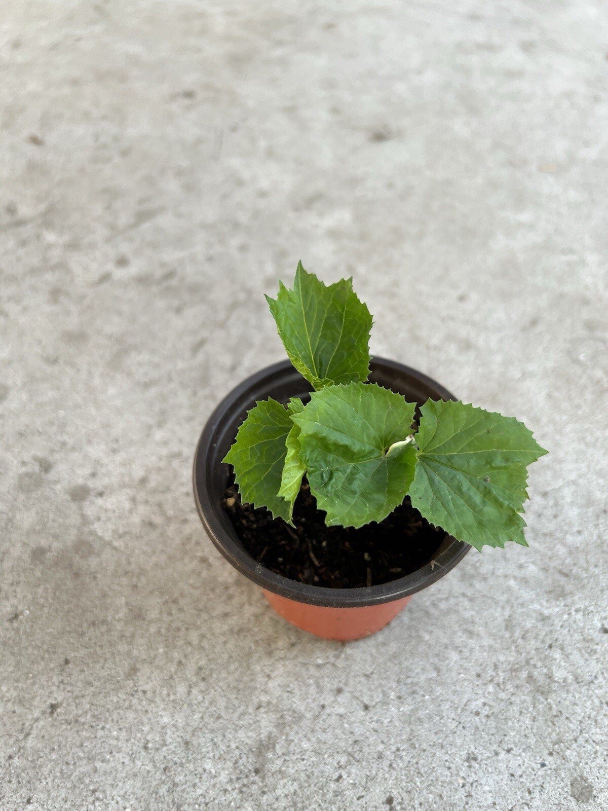 Bitter Melon Plant 5” Starter Plant With Pot Ready To Plant