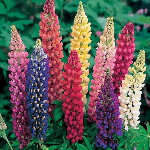 Russell Lupine MIXED COLORS PERENNIAL Hummingbirds & Bees LOVE! Non-GMO 50 SEEDS