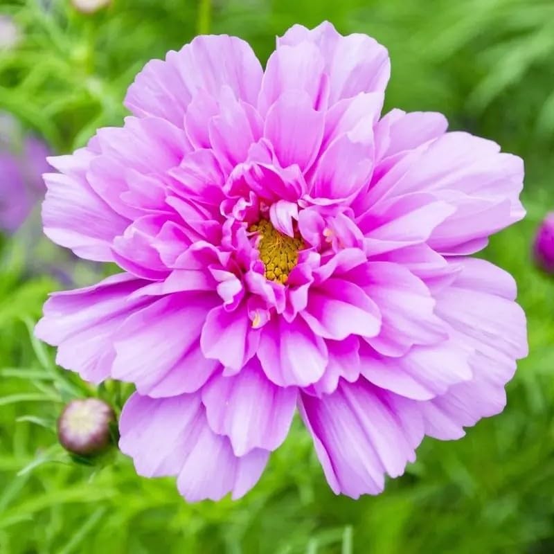 1000 Double Cosmos Seeds for Planting – Fully Double Blooms, Mixed Colors, Op…