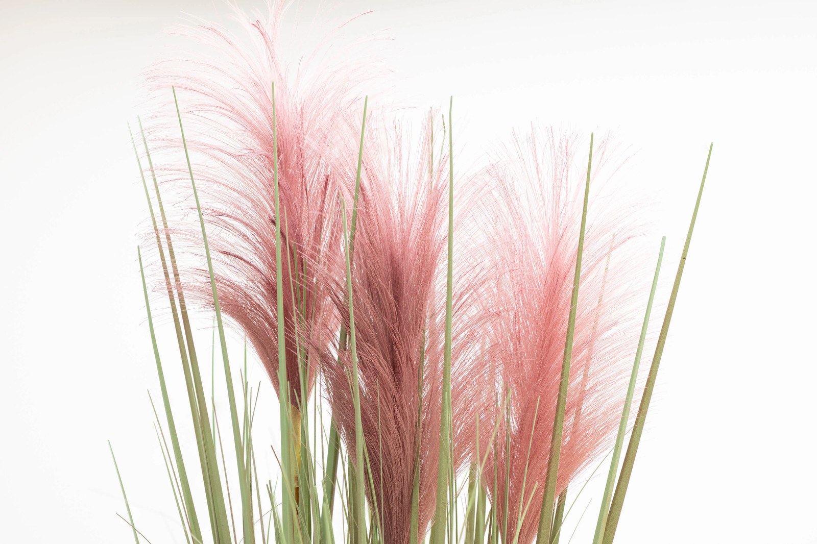 200 Ornamental PINK PAMPAS GRASS Cortaderia Selloana Rosea Seeds