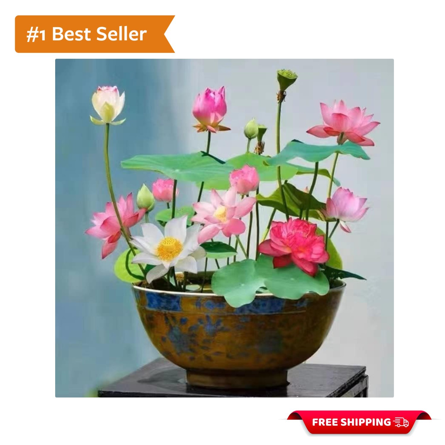 Elevate Your Garden: 10pcs of Pink, Red & Green Lotus Seeds for Indoor & Outdoor