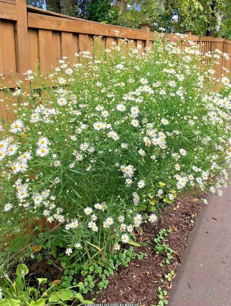 201+FALSE ASTER Seeds Perennial Native Wildflower Poor Soils Summer Fall Garden