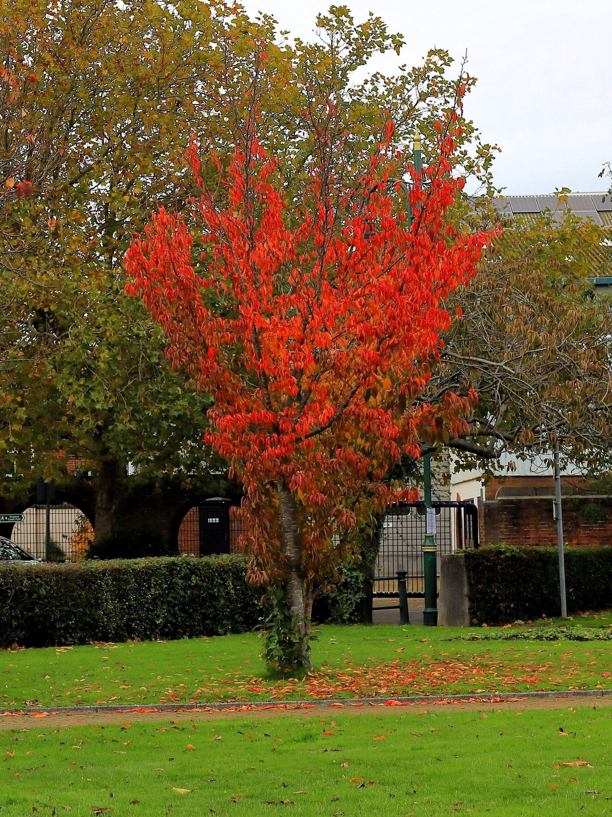 20 Tartarian FLAME MAPLE TREE Red Acer Tartaricum Seeds