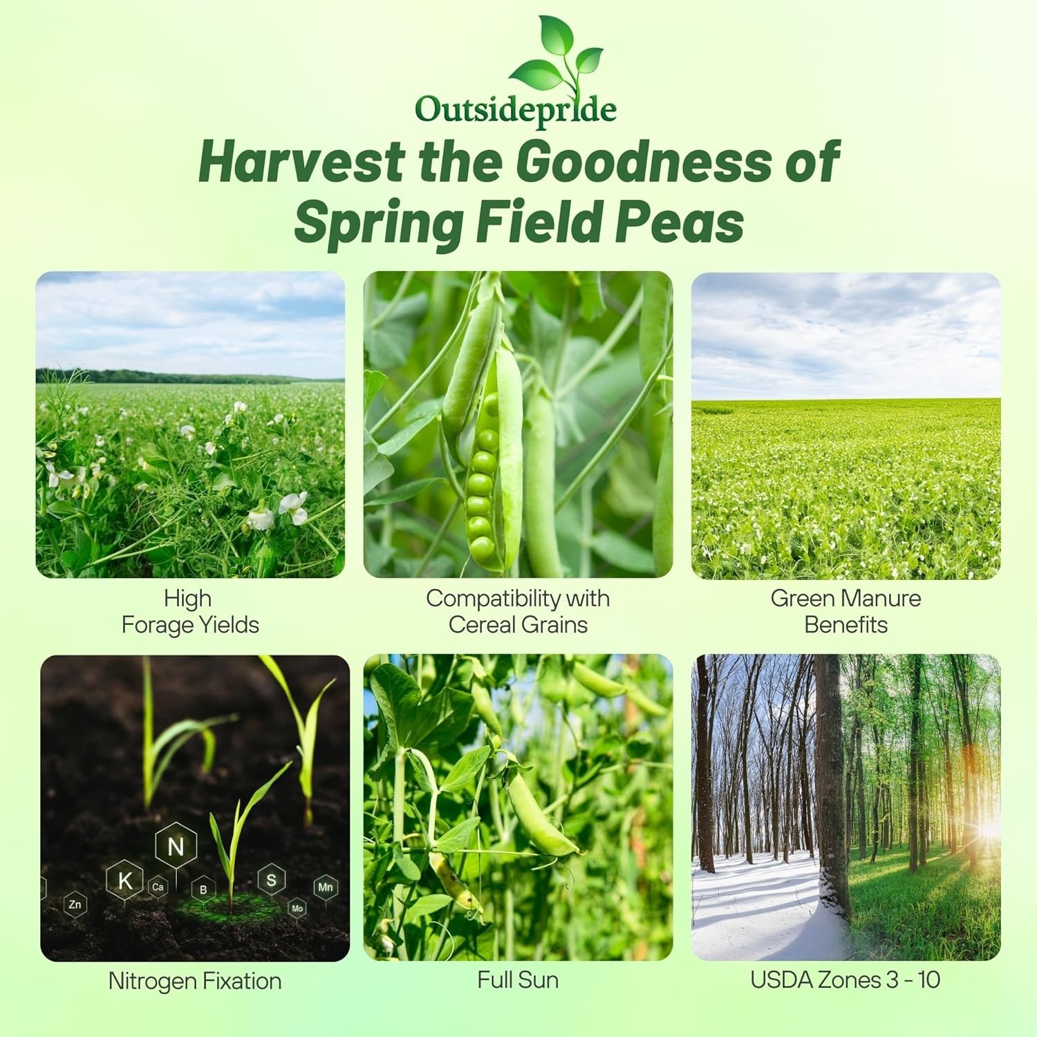 5 LBS Field peas for cover crops and food plots