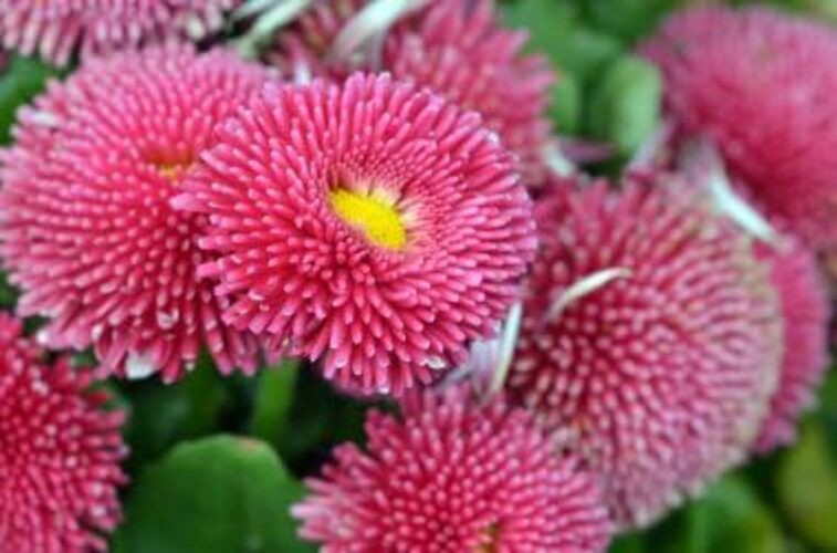 English Daisy Seeds – 300+ Bellis perennis Pompon Mix, Non-GMO Heirloom,