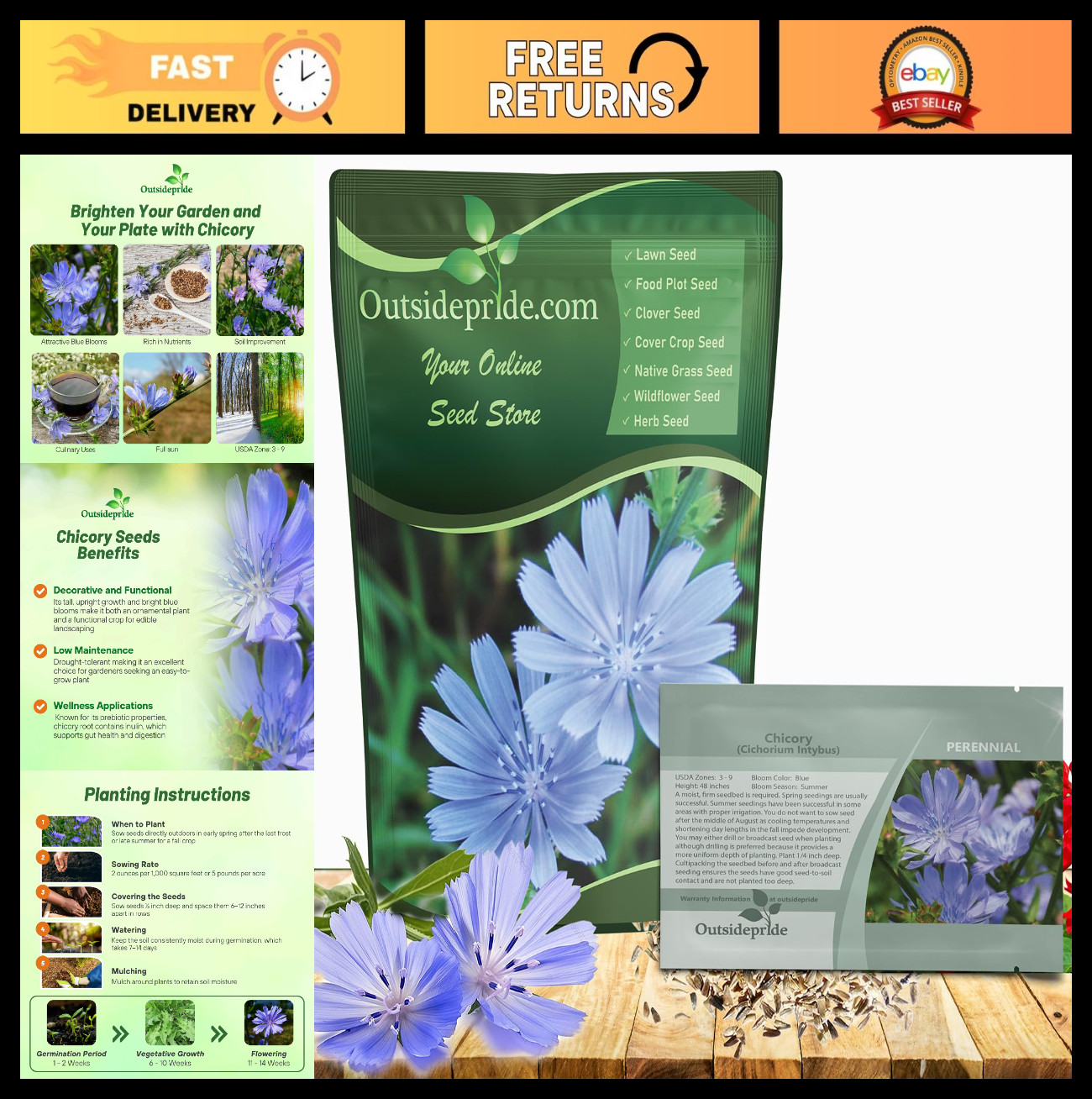 Chicory Seeds for Planting – 1 lb, Perennial Flower Seeds, Easy to Grow, Drought