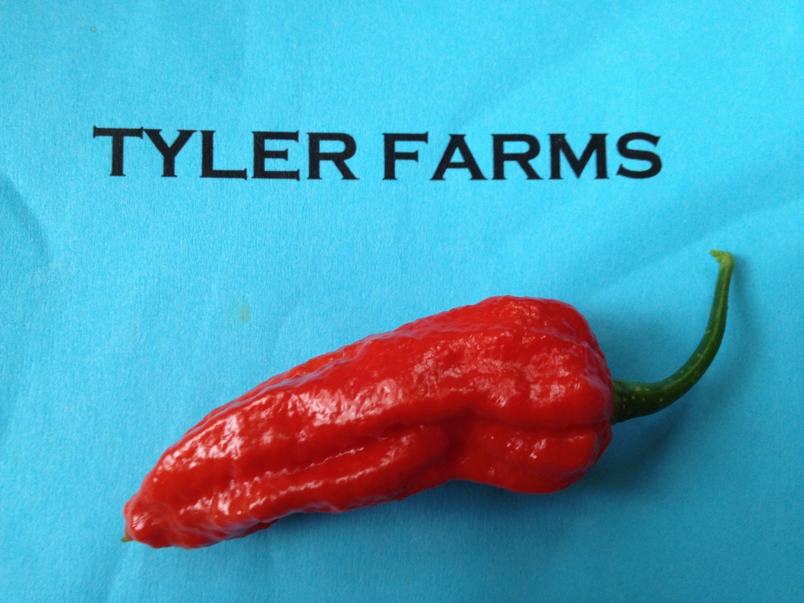 10+ Red Ghost Pepper (Bhut Jolokia) Seeds (Hot, organic chili, chile)