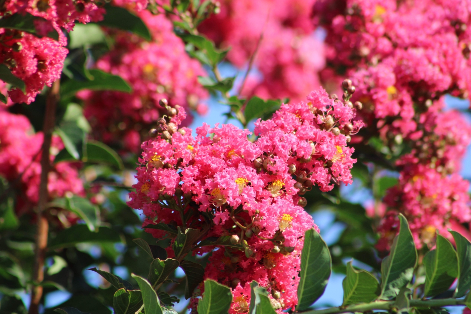 35 DARK PINK CREPE CRAPE MYRTLE Lagerstroemia Indica Bush Tree Flower Seeds