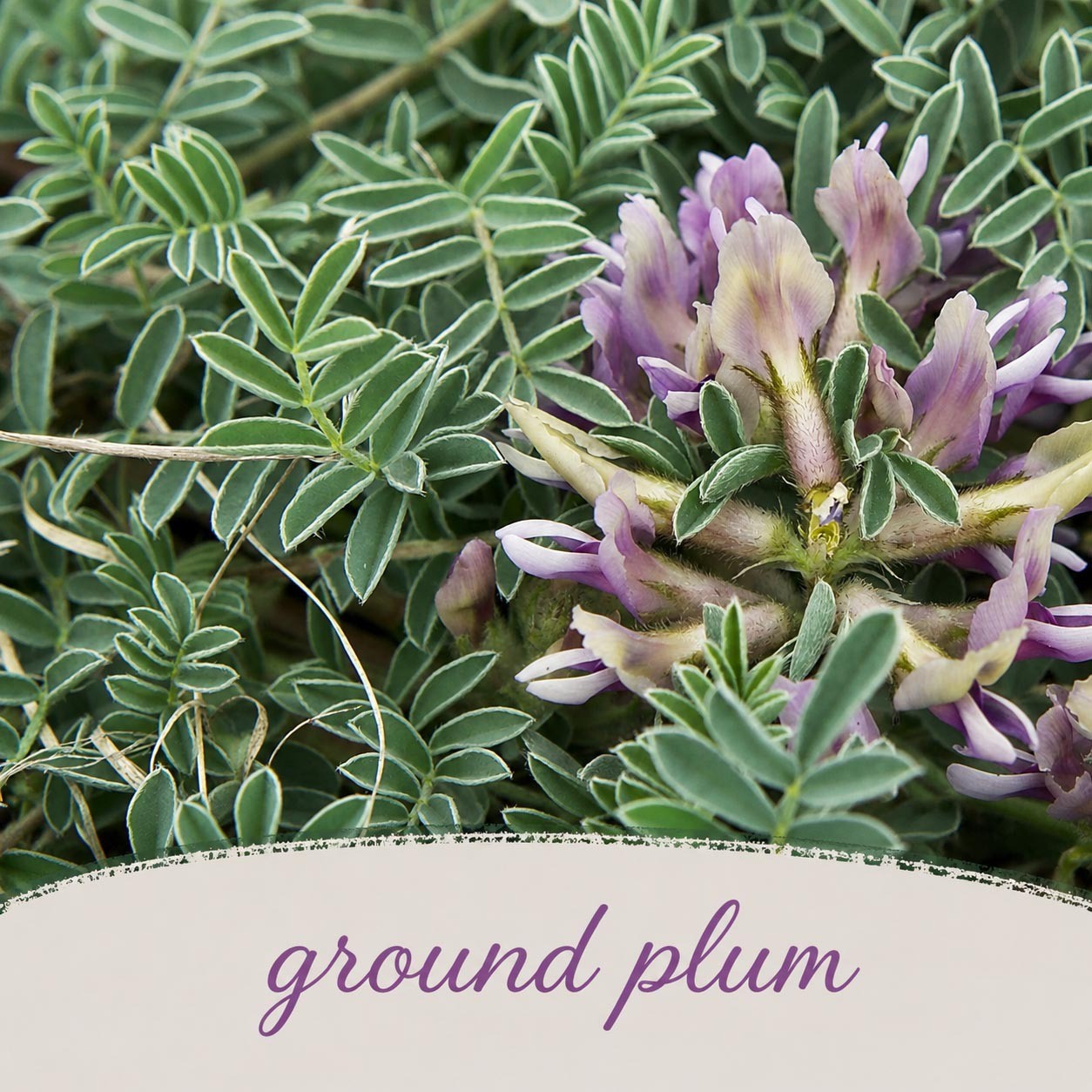 Backyard Bird Wildflower Bundle | Tall & Short Mini Mixes | Prairie Legacy Inc.