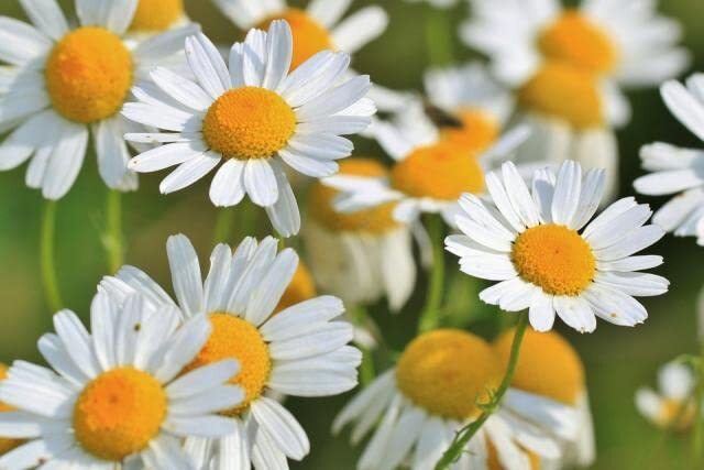 Roman Chamomile Seeds for Planting (500 Seeds) – Anthemis nobilis