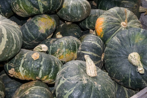 Buttercup Squash Seeds 20 Ct Burgess Buttercup Winter Vegetable FREE SHIPPING