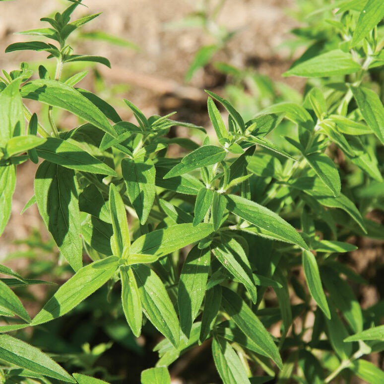 1000 Mountain Mint Seeds Pycnanthemum pilosum