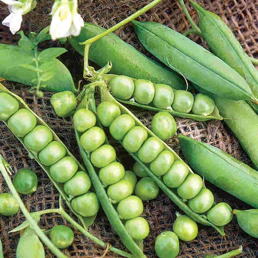 Little Marvel Garden Pea Seeds, Compact Semi-Dwarf Shelling, NON-GMO, FREE SHIP