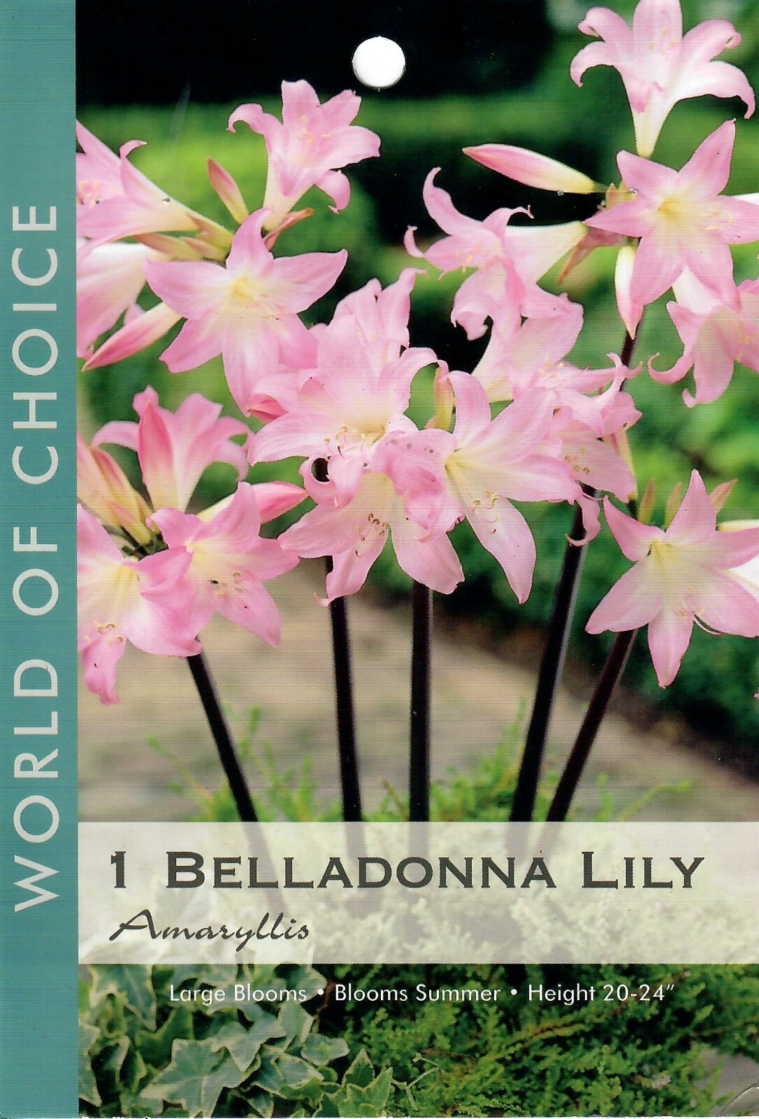 Amaryllis Belladonna Lily Pink Naked Ladies Bulb – 1 – Please Read Description