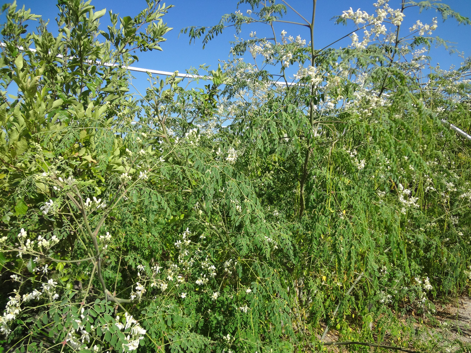 MORINGA Oleifera STX-2 EXTREMELY PRODUCTIVE Best Variety Organically Grown SEEDS
