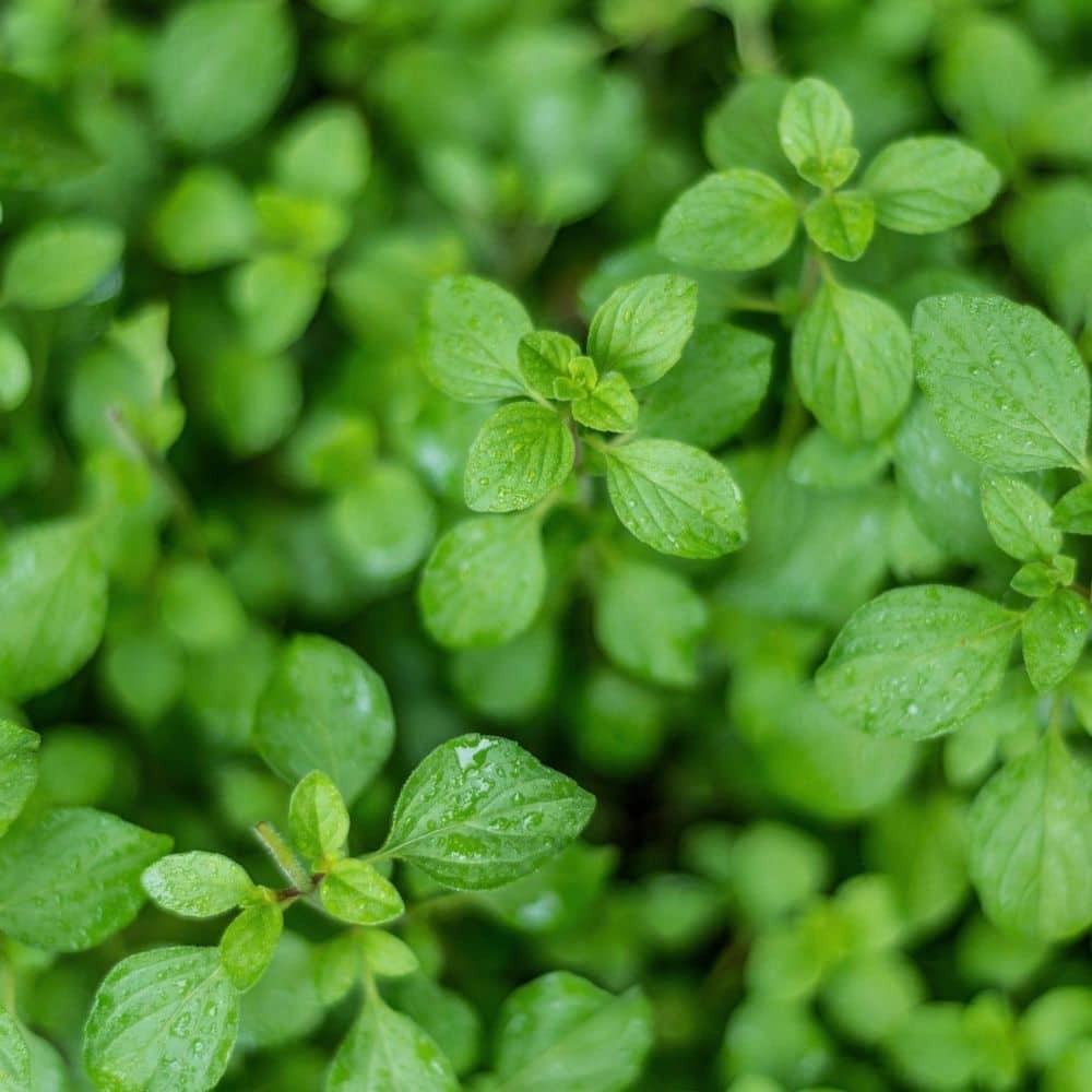 19 oz. Greek Oregano Herb Plant (2-Pack)