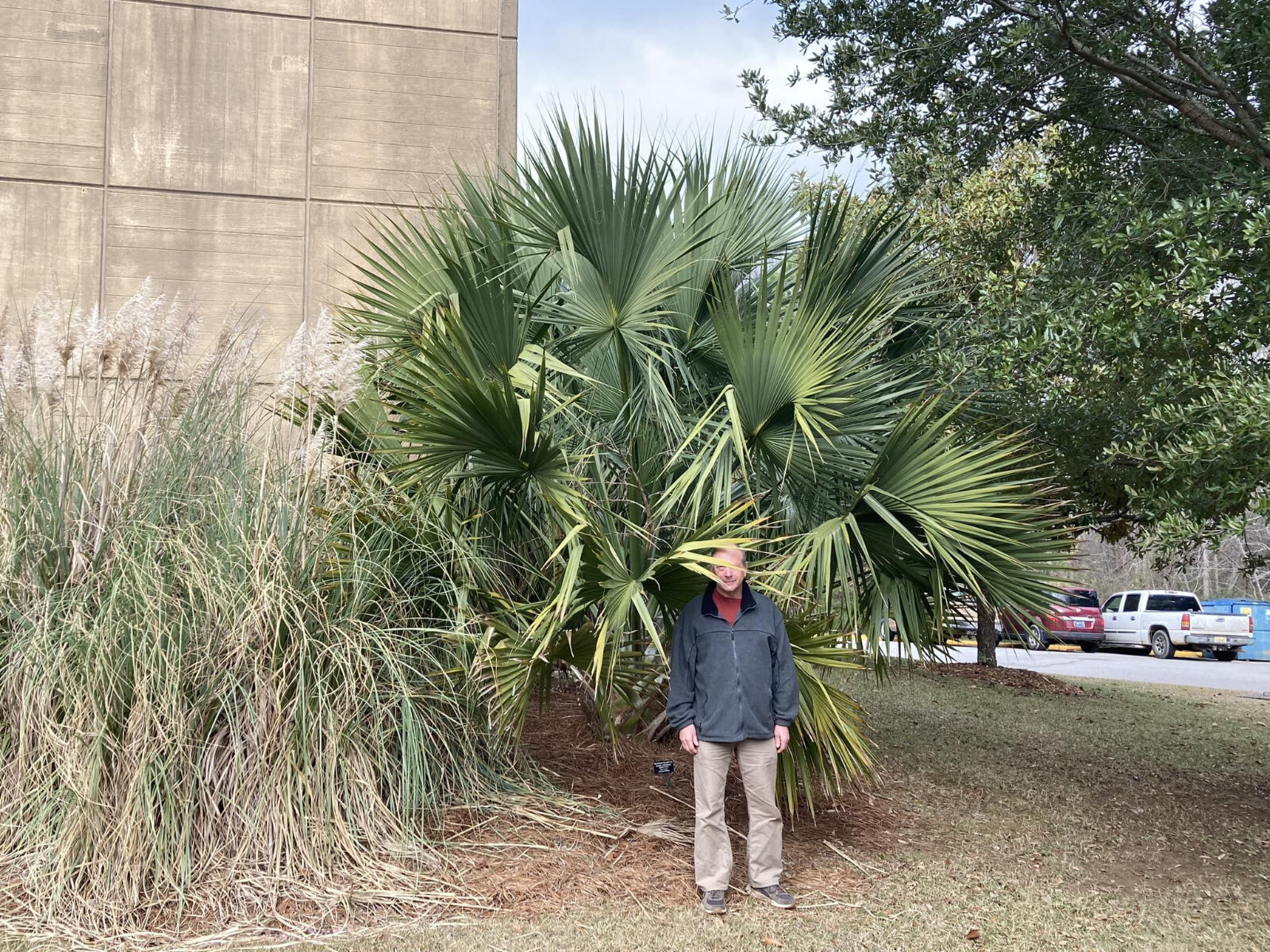 Sabal uresana (Green Form) Seeds! Rarely Offered, Cold-Hardy LARGE Palm!!!
