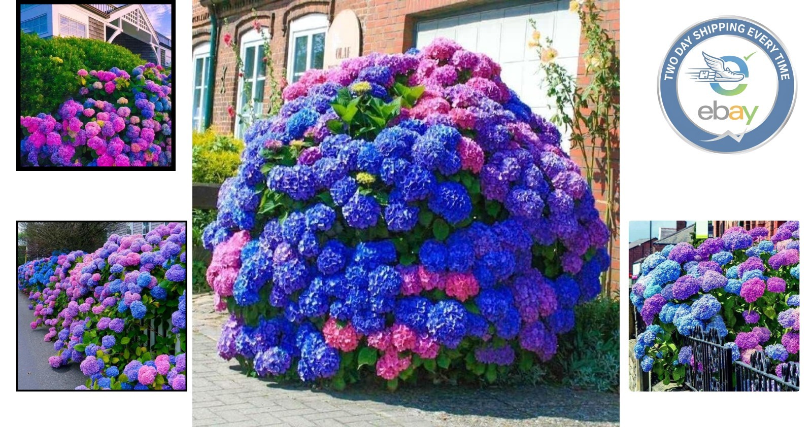 Stunning 35pcs Hydrangea Seeds: Grow Beautiful Blue, Pink, and Purple Perennials