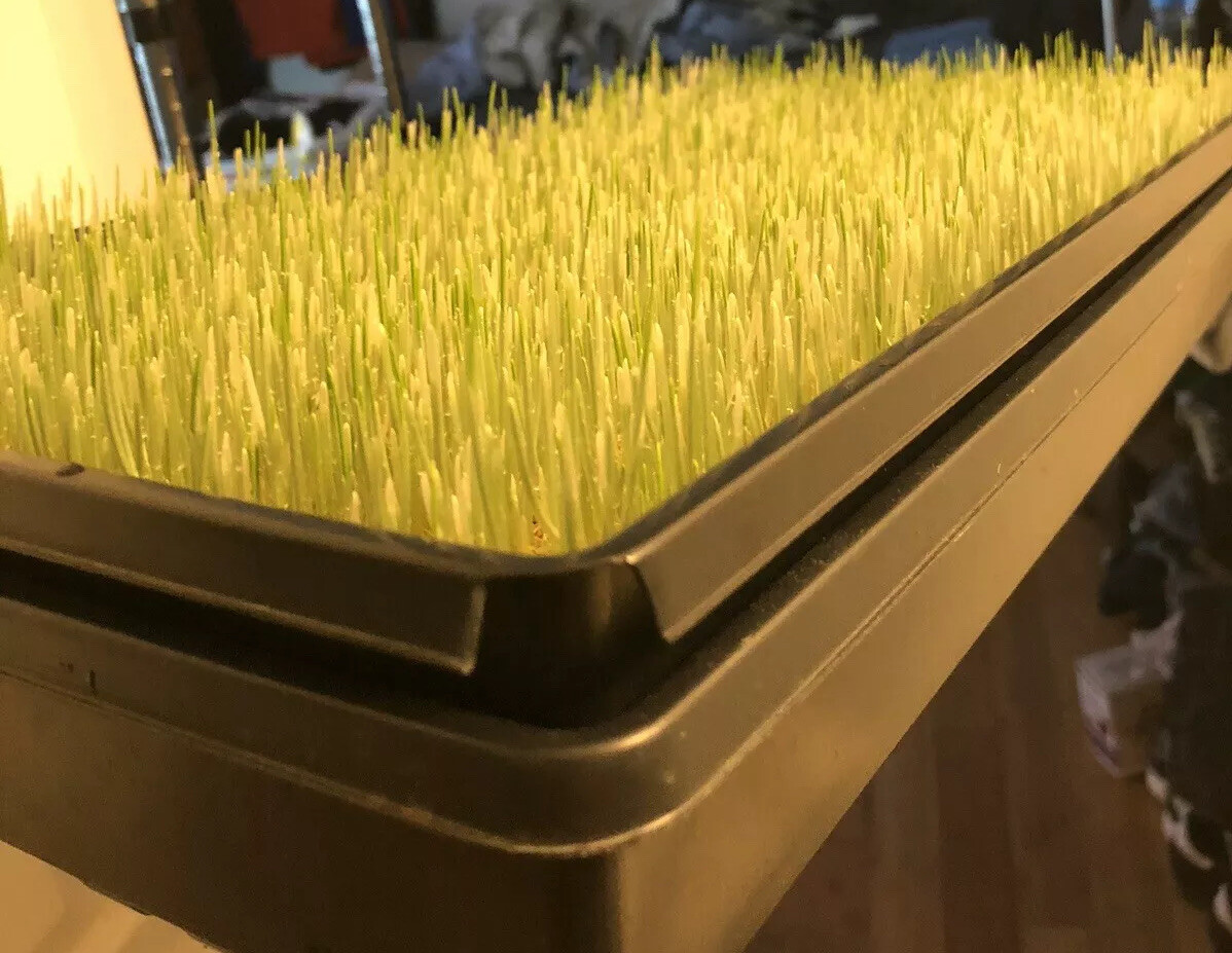 -2LBS-WHEATGRASS(SEED)HARD-RED-WINTER WHEAT NON-GMO VERY HIGH GERMINATION RATE!!
