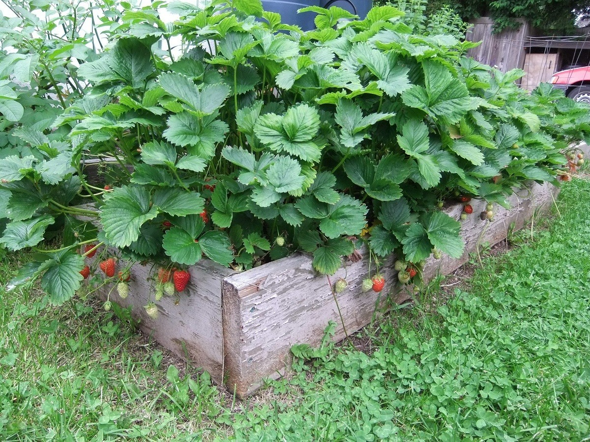 12 Strawberry Plants ” Jewel”-Superb Quality (Pack of 12 Bare Root)Zones: 4-9